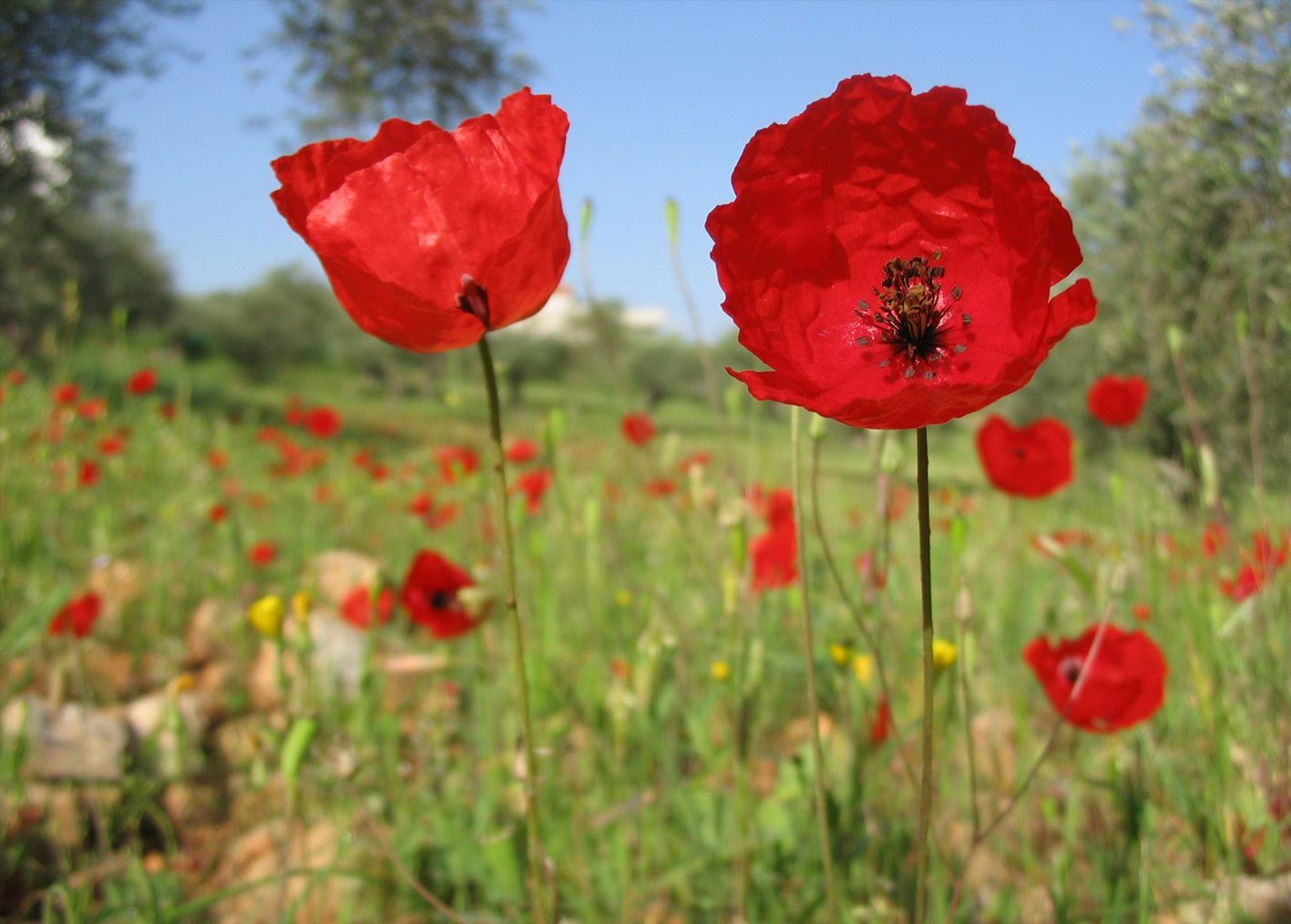 palestinsko cvijeće