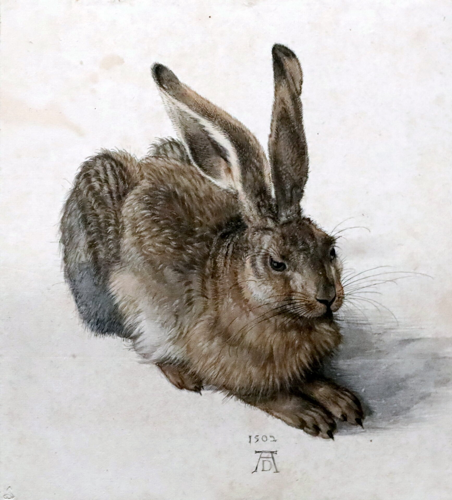 Durer: Hare