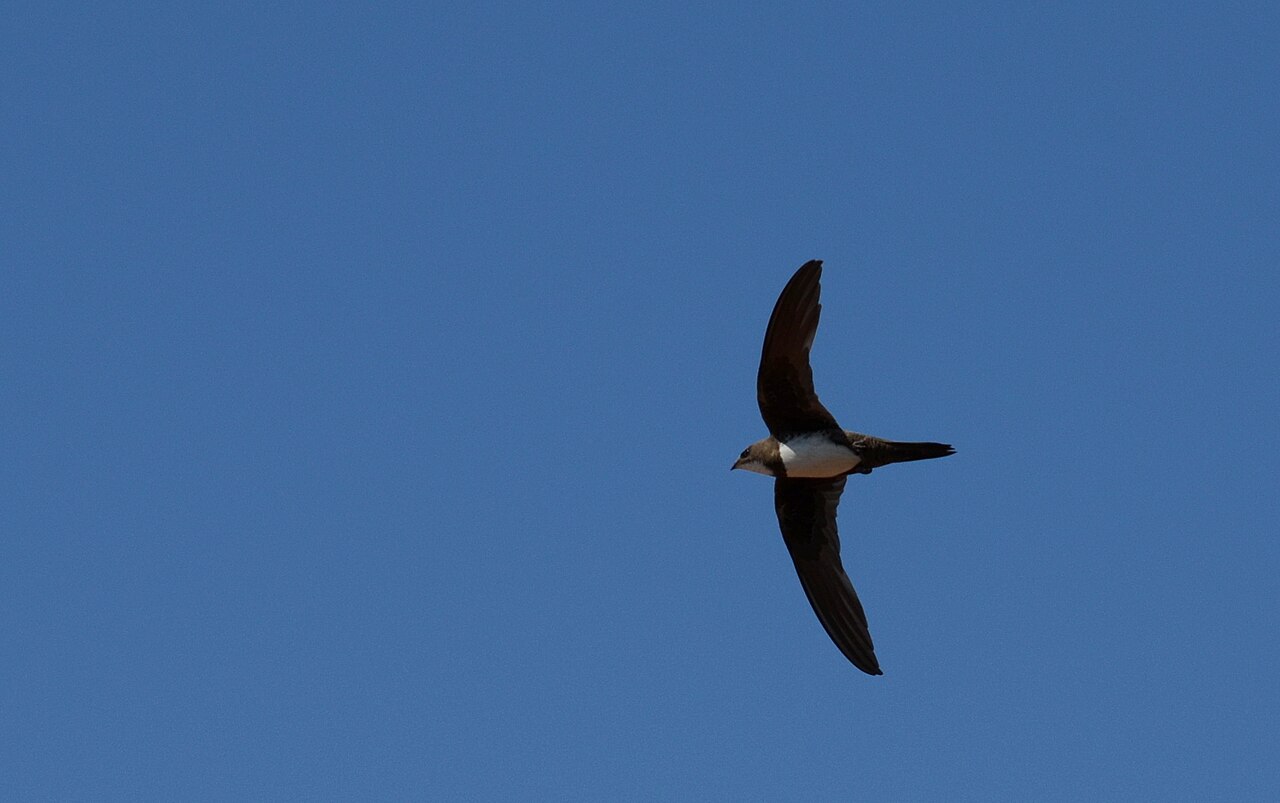 Alpine Swift: Bijela čiopa, Tachymarptis melba, Dubrovnik. Foto: Wikimedia Common