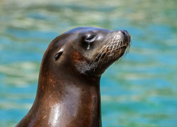 Foto: Morska medvjedica